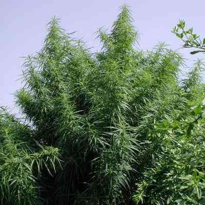 Tropical Mix > ACE Seeds | Semillas feminizadas  |  Sativa